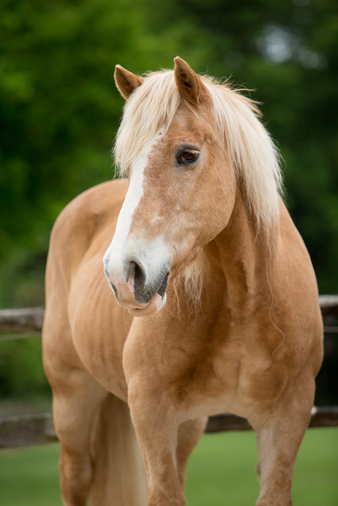 Makouba, een van de paarden van De Paardenkamp