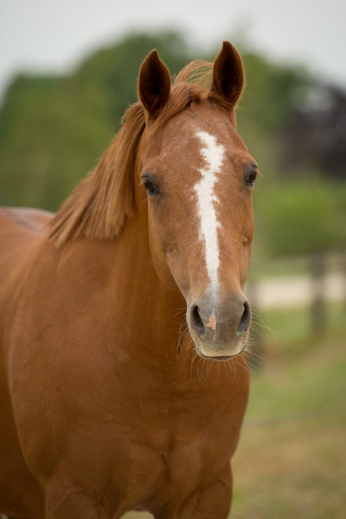 Portretfoto van paard Martina