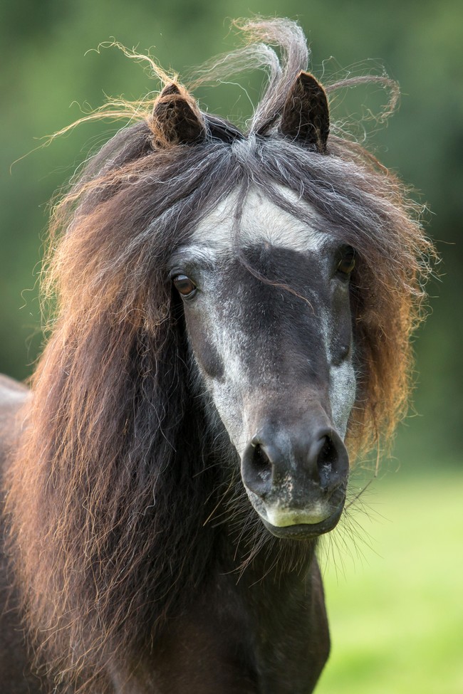 Portretfoto paard ter illustratie
