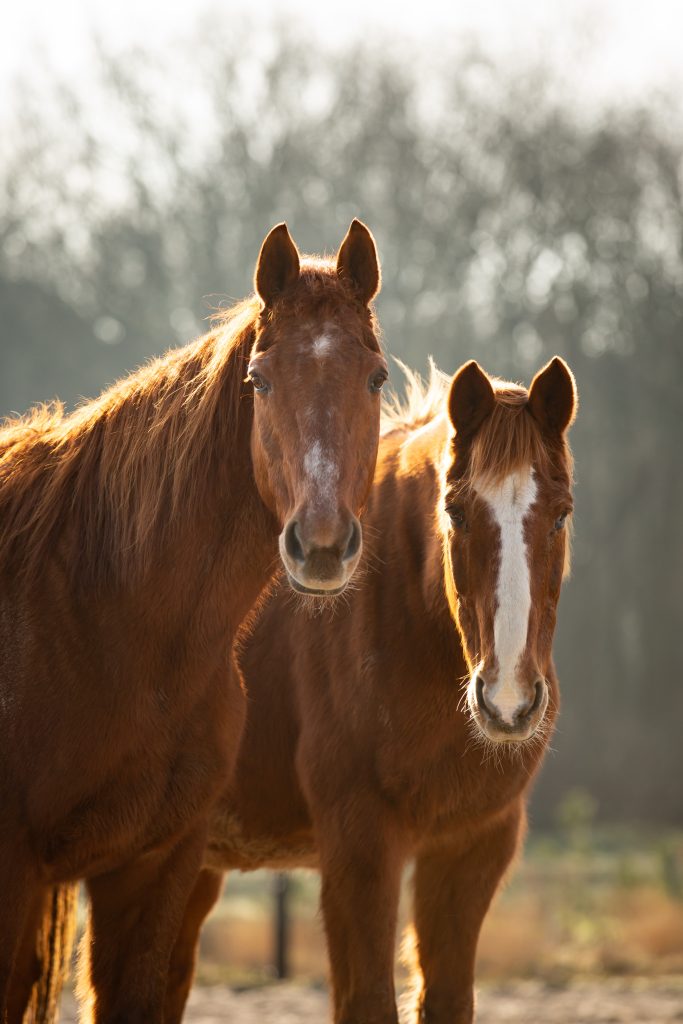 Foto van twee paarden