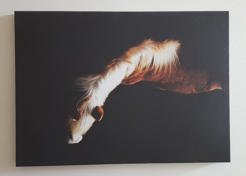 Haflinger Aukje, horizontaal
Afmeting: 50 cm x70 cm
Soort: Canvas
Bieden vanaf € 50