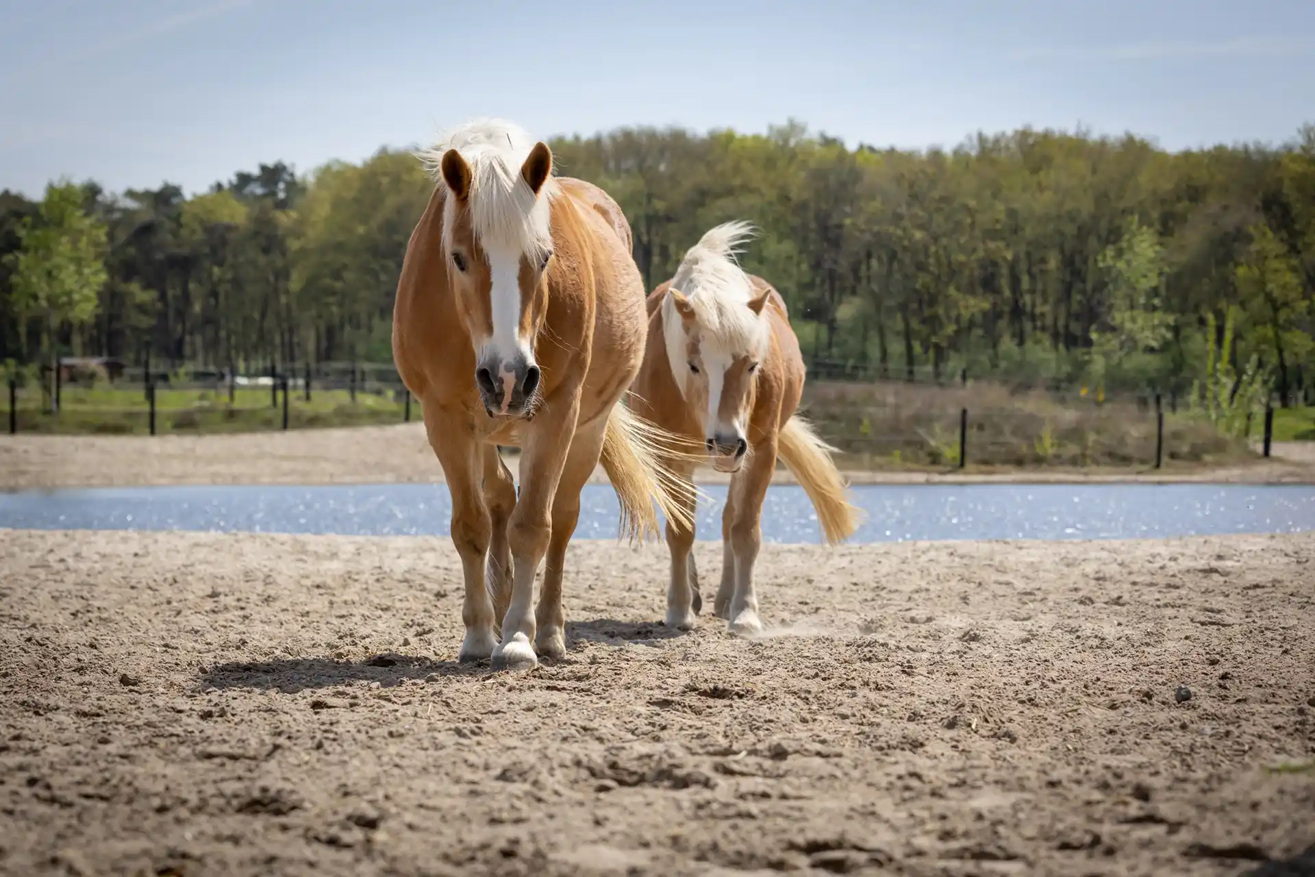 twee paarden op het strand