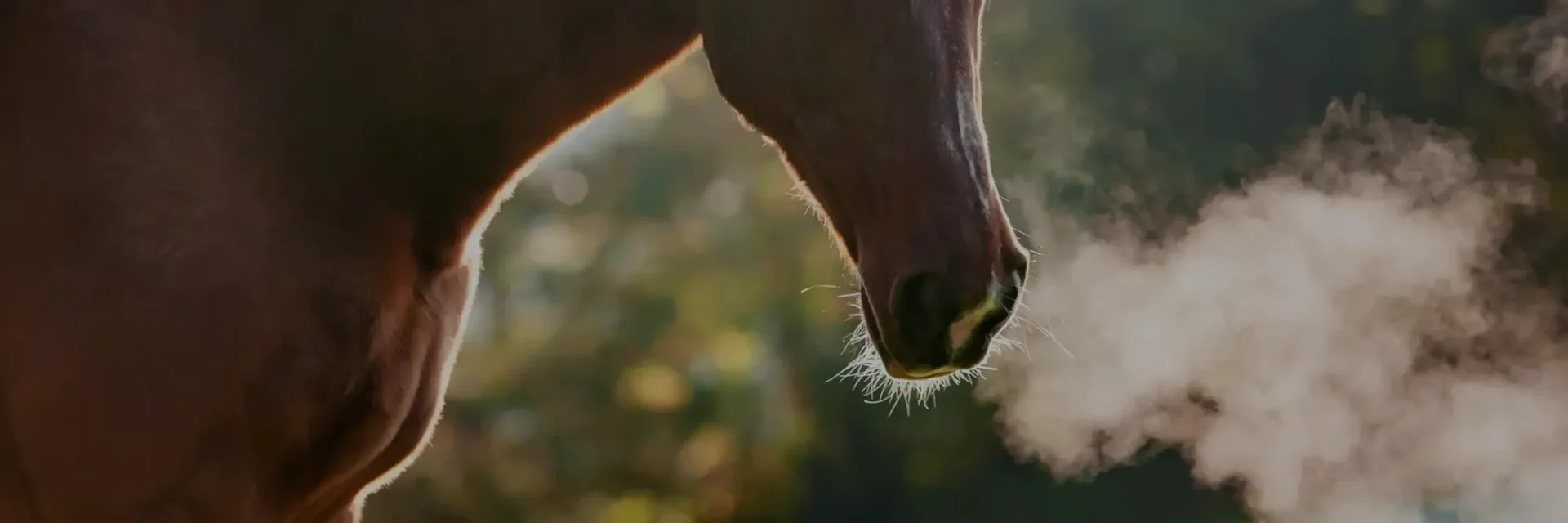 Stichtingdepaardenkamp_deskundigekennis_bruinpaardzon