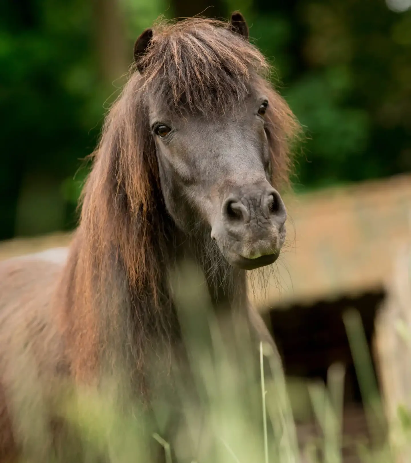 Stichtingdepaardenkamp_verjaardagsfeestje_shetlander