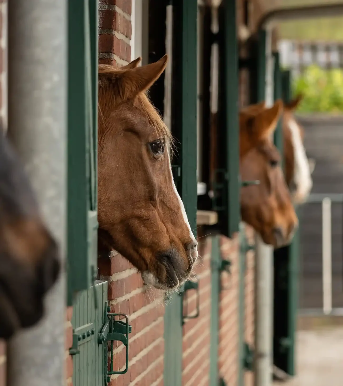 stichtingdepaardenkamp_bezoek_paardeninstal