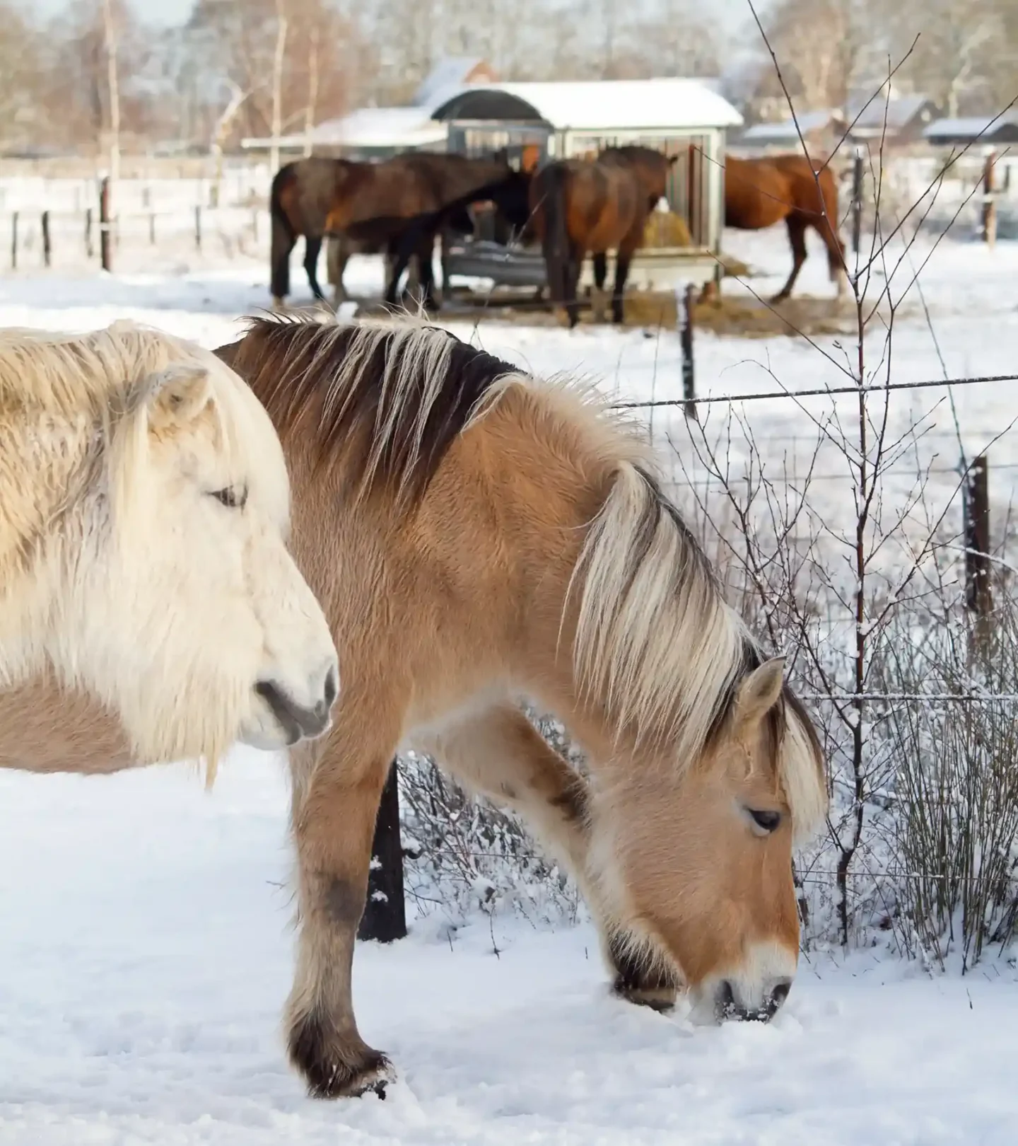stichtingdepaardenkamp_bezoek_sneeuw