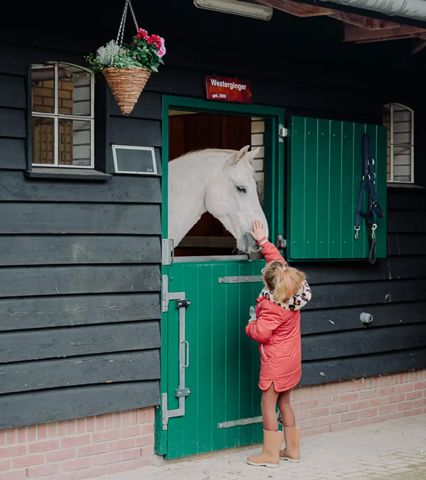 stichtingdepaardenkamp_bezoek_witpaard