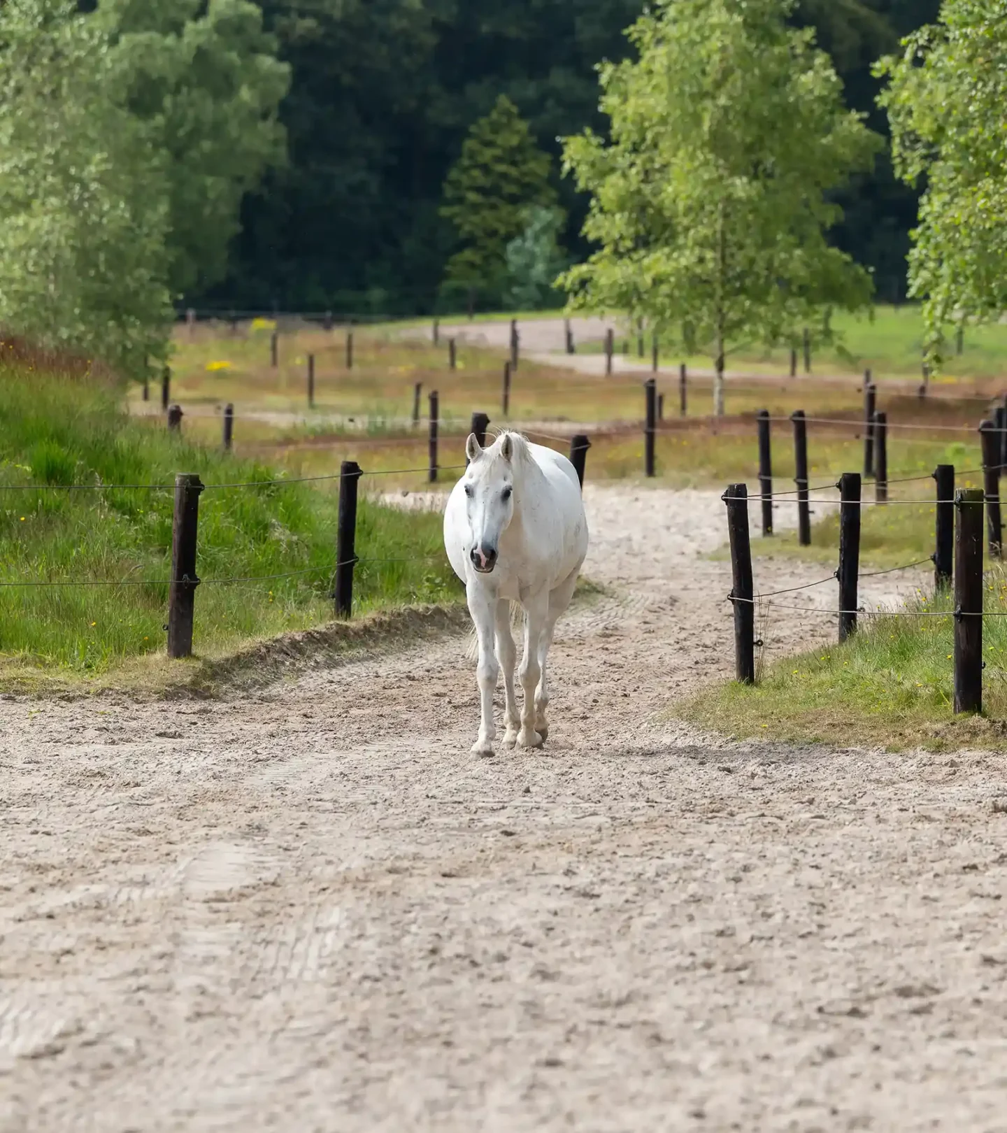 stichtingdepaardenkamp_bezoek_witpaardlopend