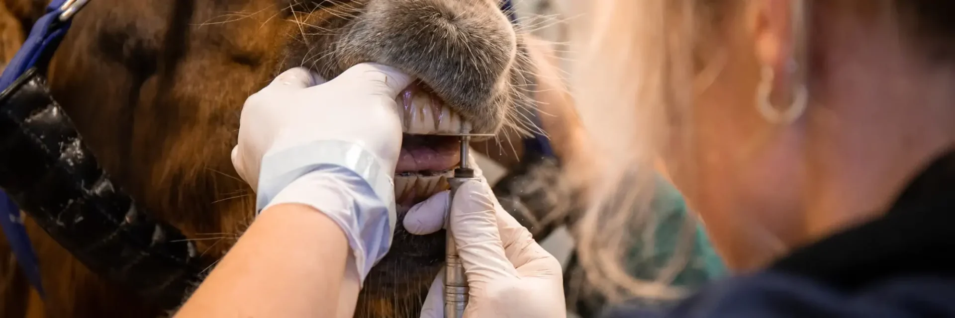 stichtingdepaardenkamp_dagvanhetouderepaard_tandartspaard