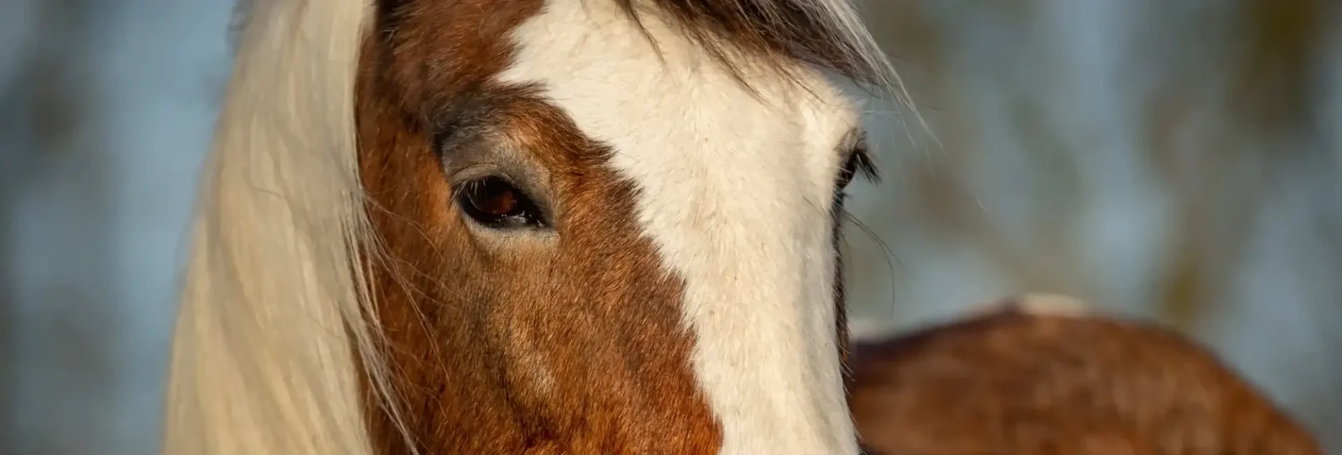 stichtingdepaardenkamp_dvhop_bruinpaard