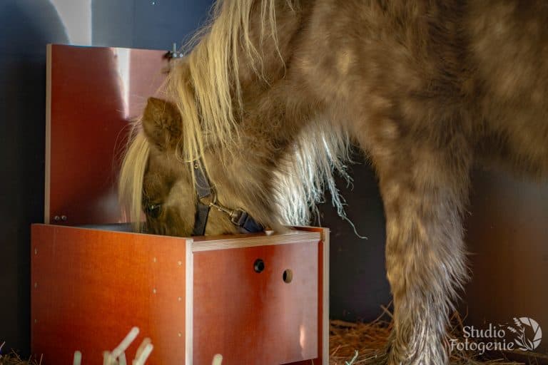 stichtingdepaardenkamp_dvhop_paddocktweaks