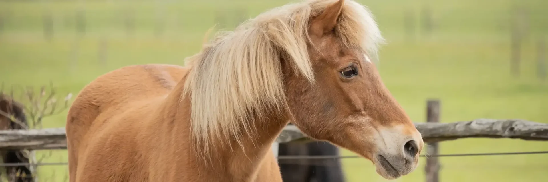 stichtingdepaardenkamp_helpmee_bruinpaard