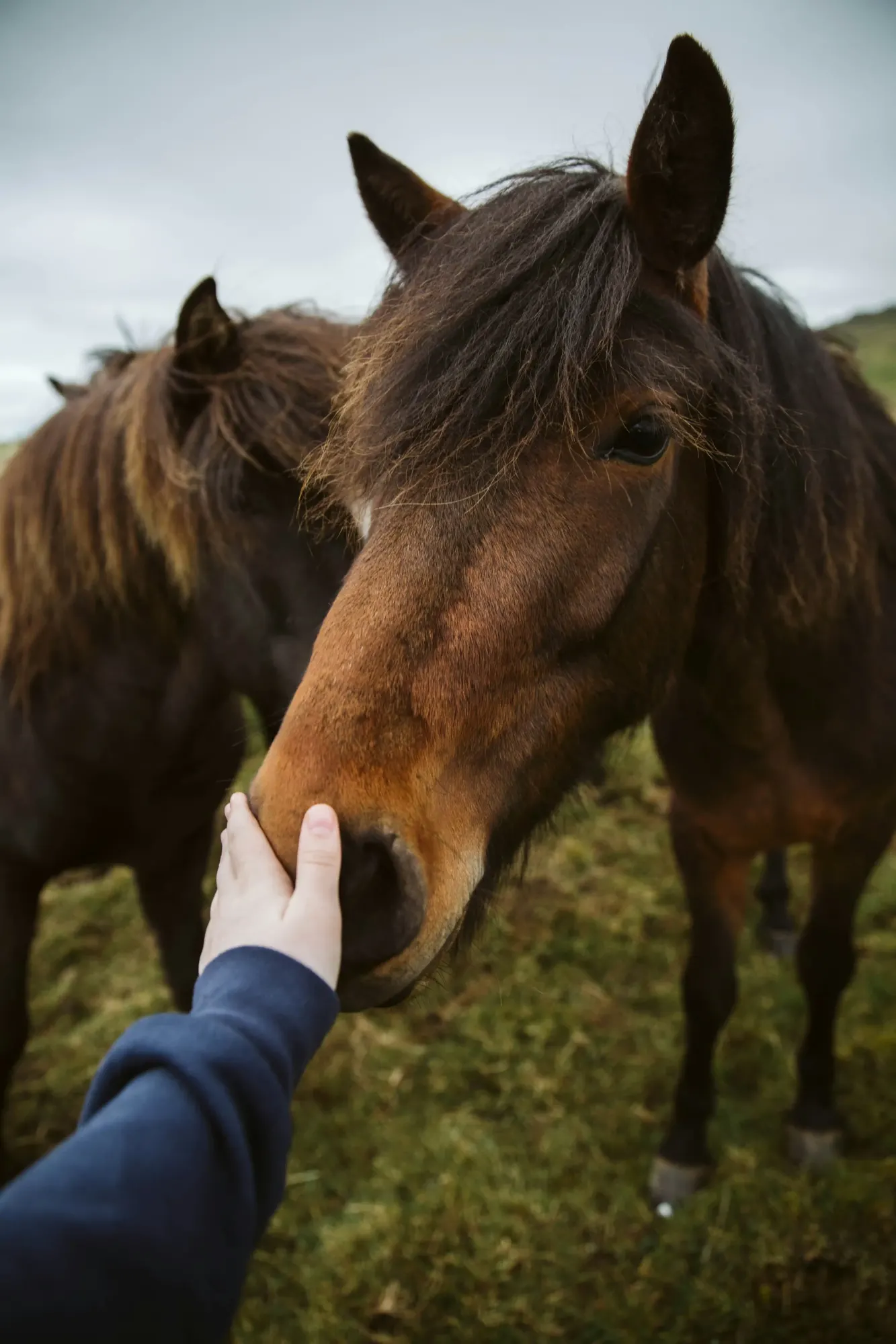 stichtingdepaardenkamp_helpmee_bruinpaardaaien