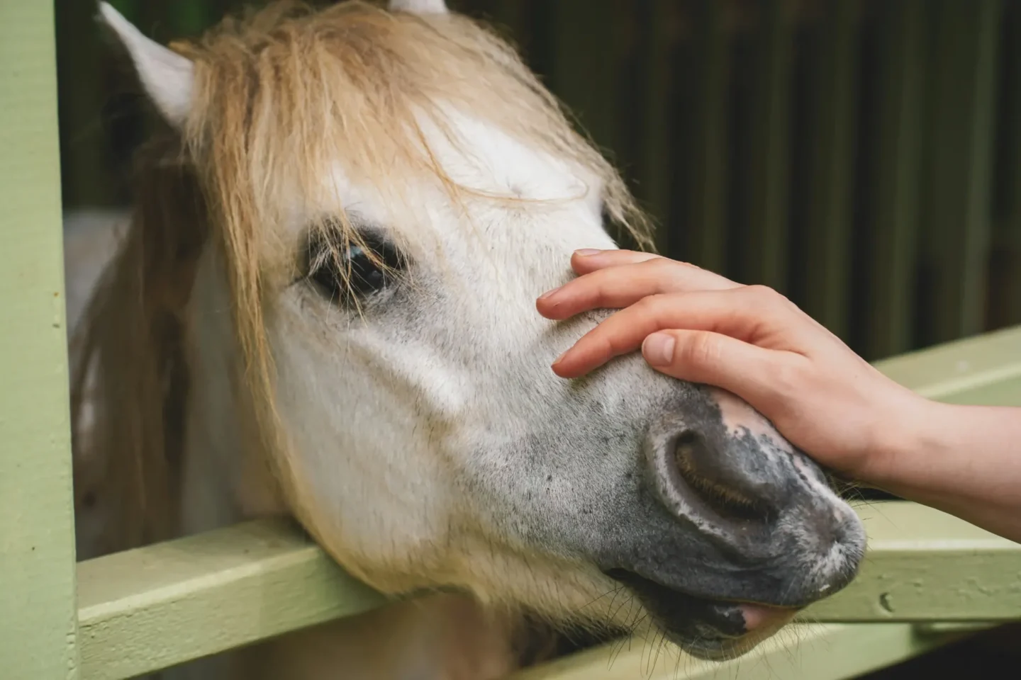 stichtingdepaardenkamp_helpmee_witpaardaaien