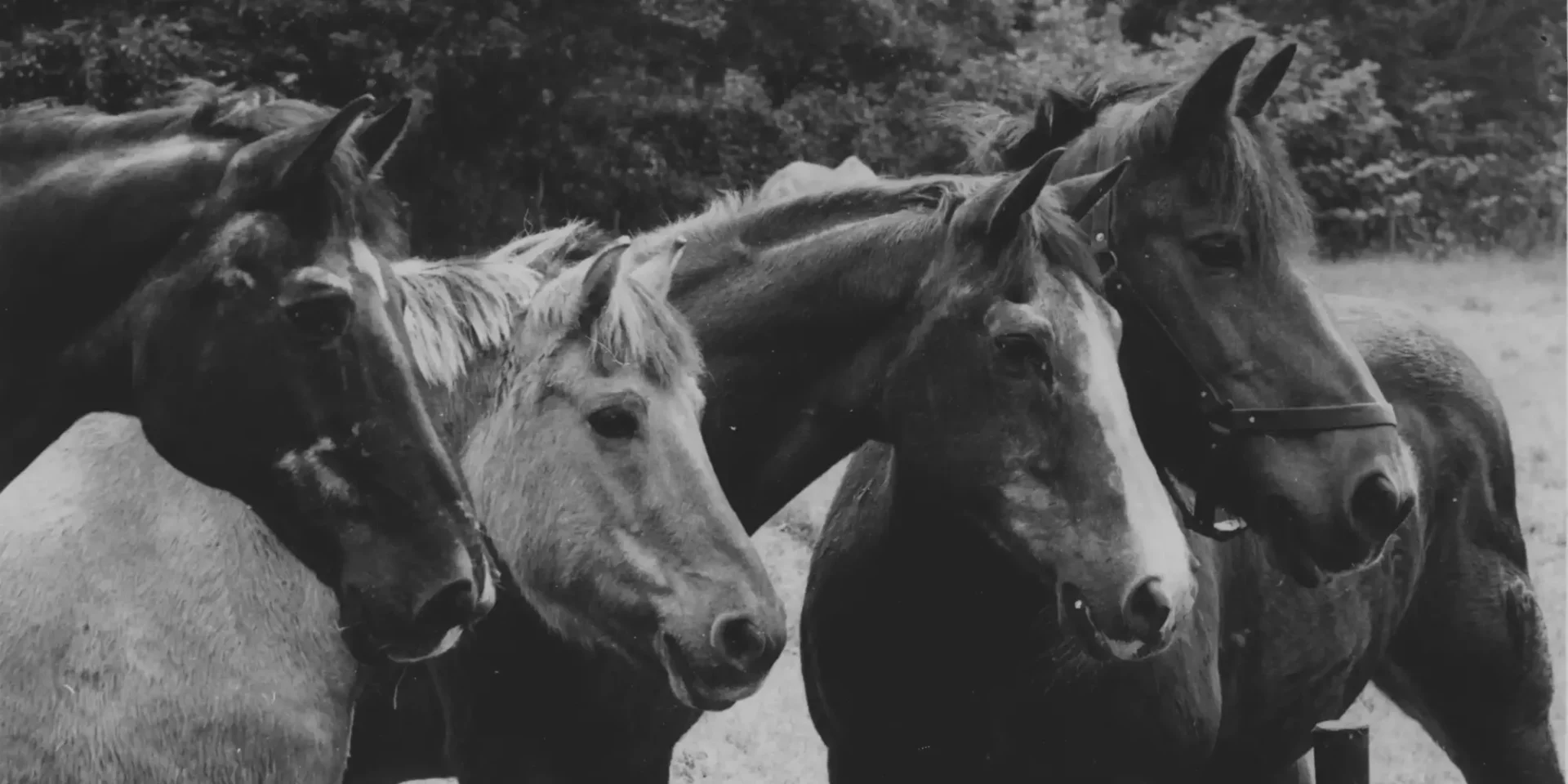 stichtingdepaardenkamp_home_geschiedenispaarden