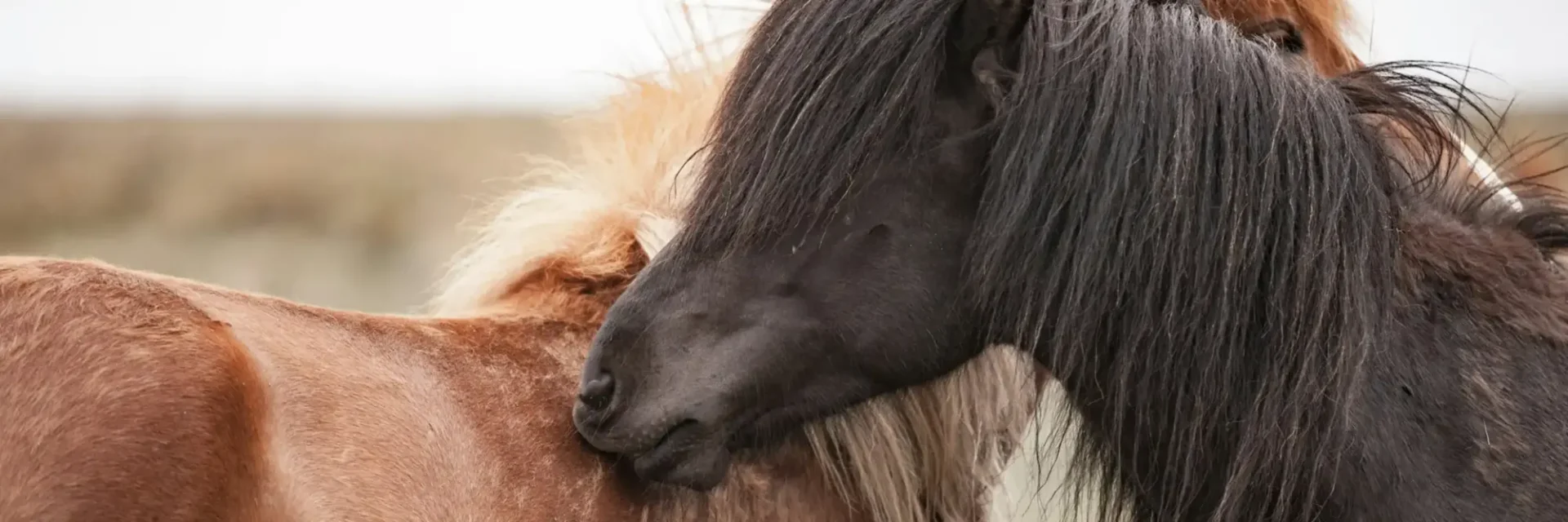 stichtingdepaardenkamp_home_zwartpaard