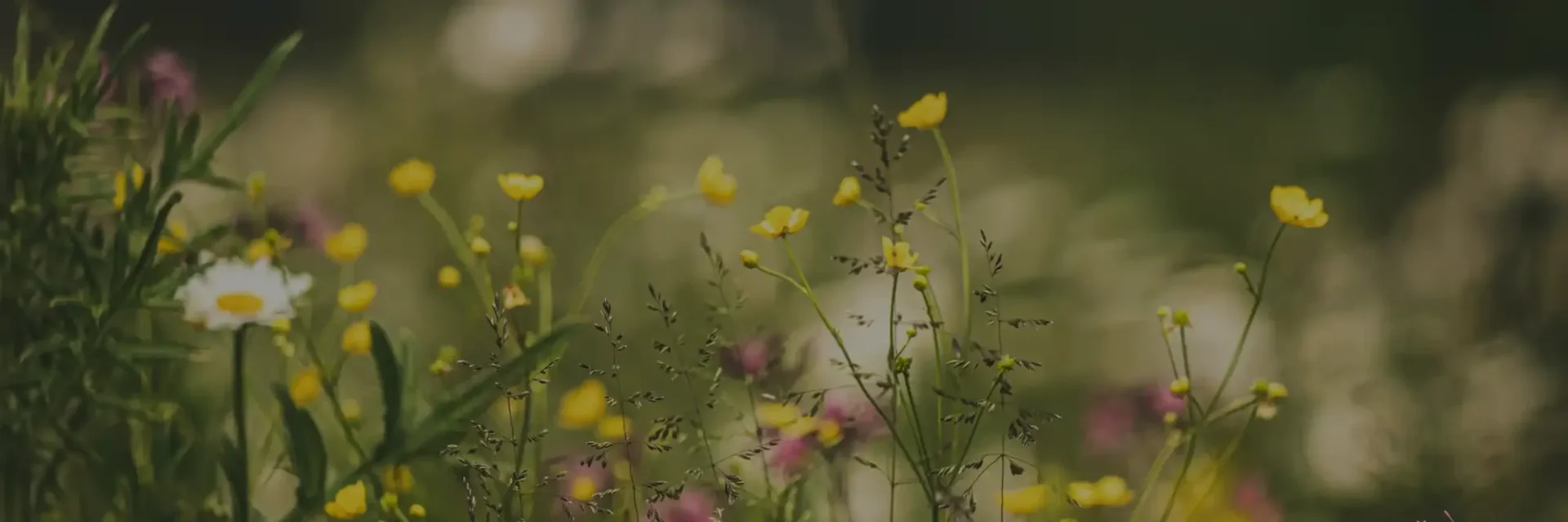 stichtingdepaardenkamp_onzepaarden_bloemenveld