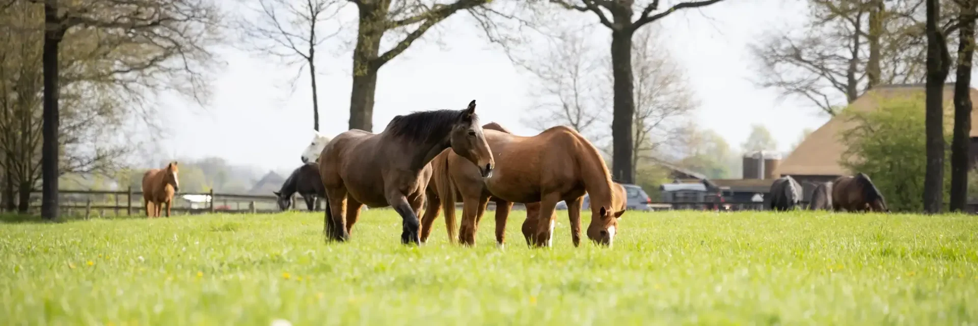 stichtingdepaardenkamp_onzepaarden_paarden