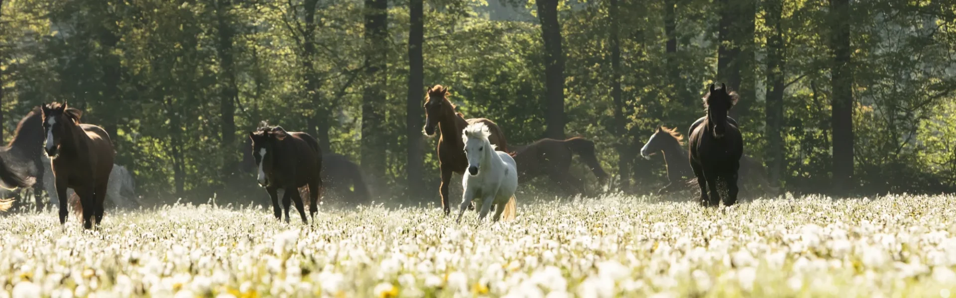 stichtingdepaardenkamp_paardenrennen