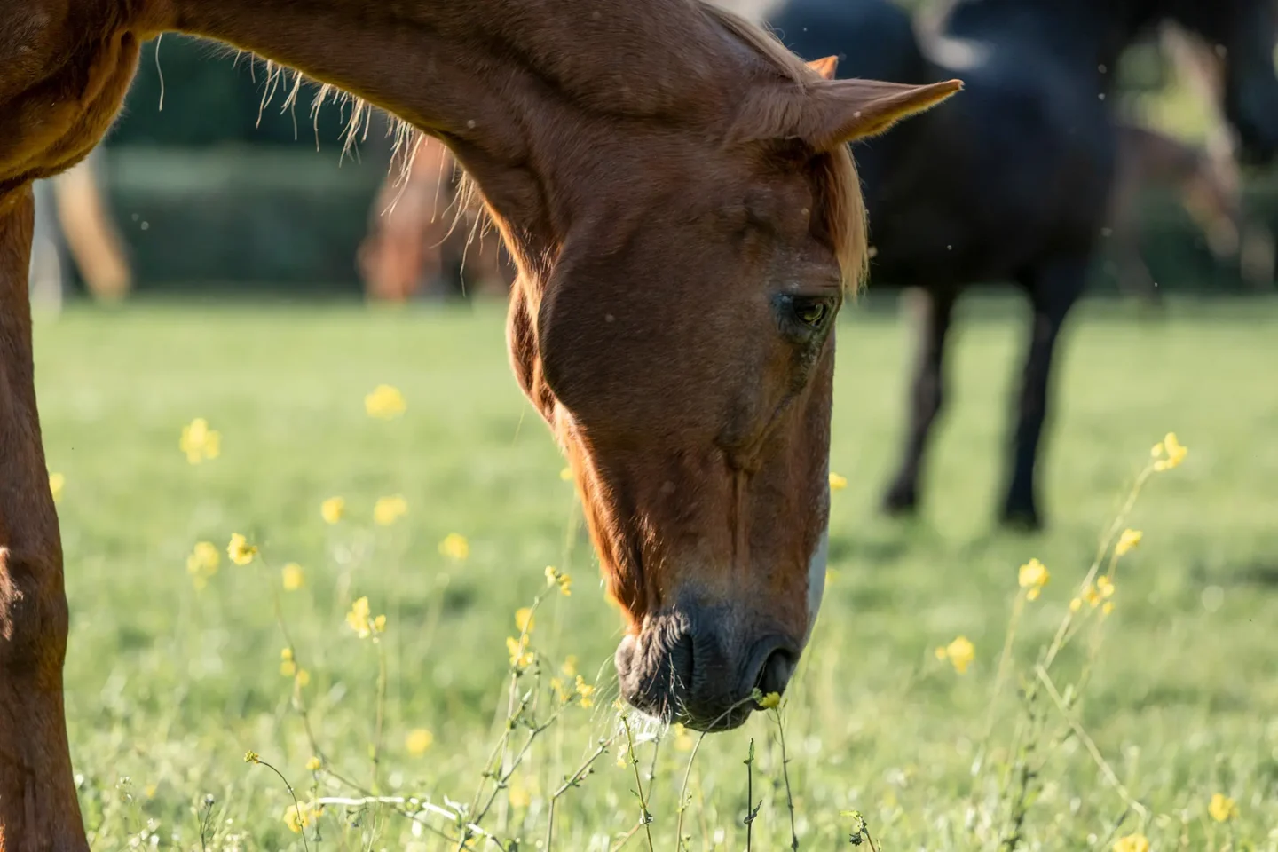 stichtingdepaardenkamp_paardmetgras