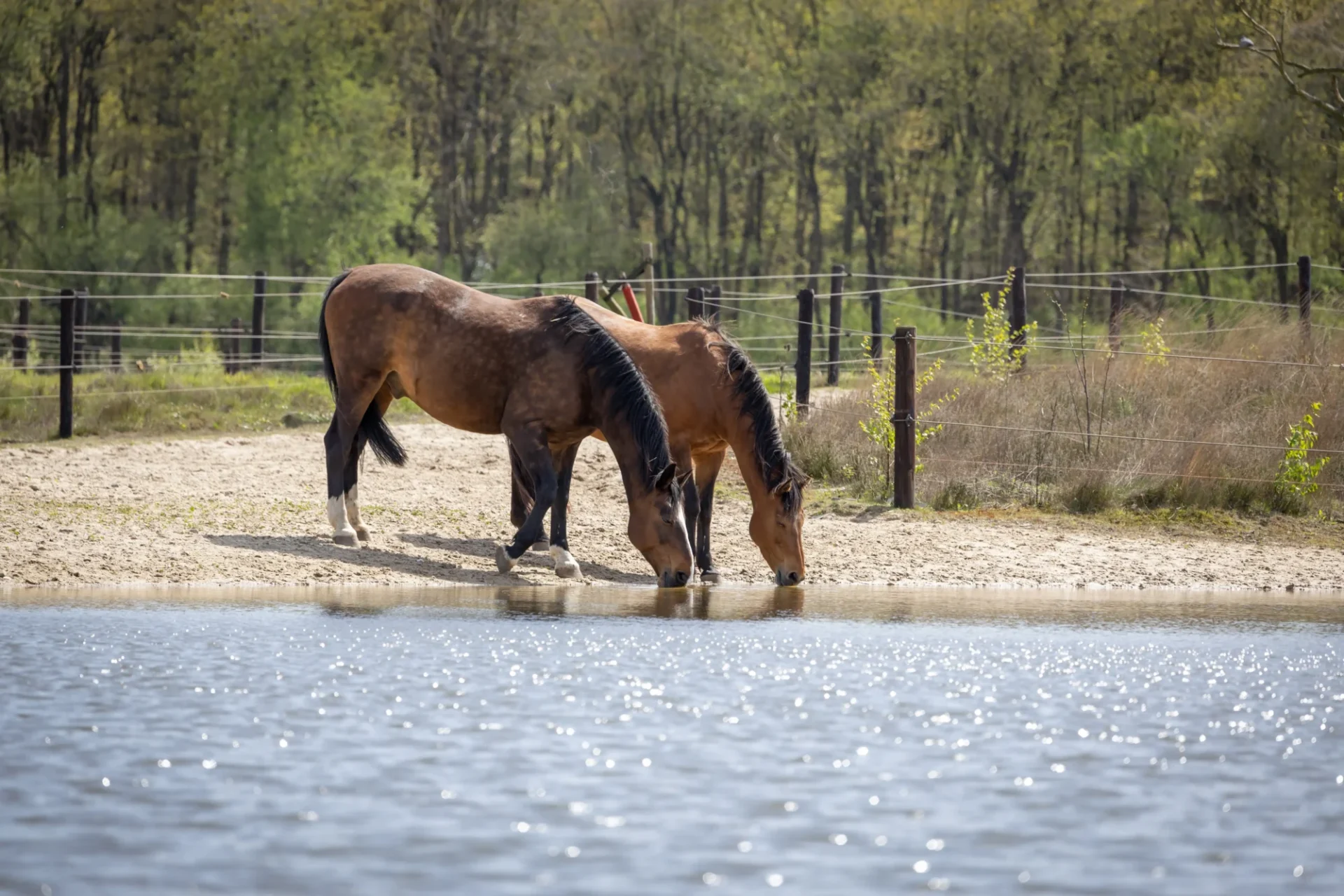 stichtingdepaardenkamp_paddockparadise_1