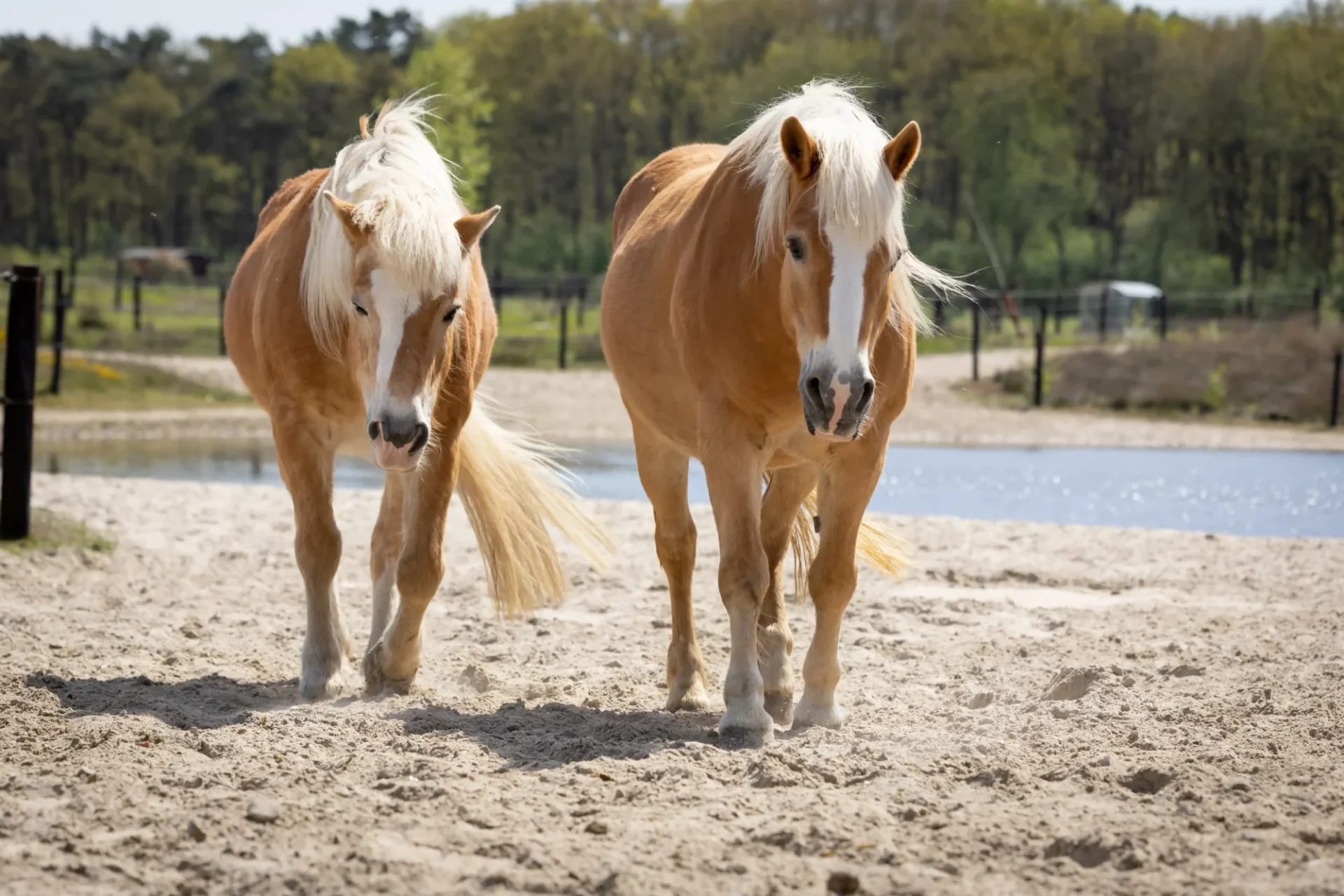 stichtingdepaardenkamp_paddockparadise_2