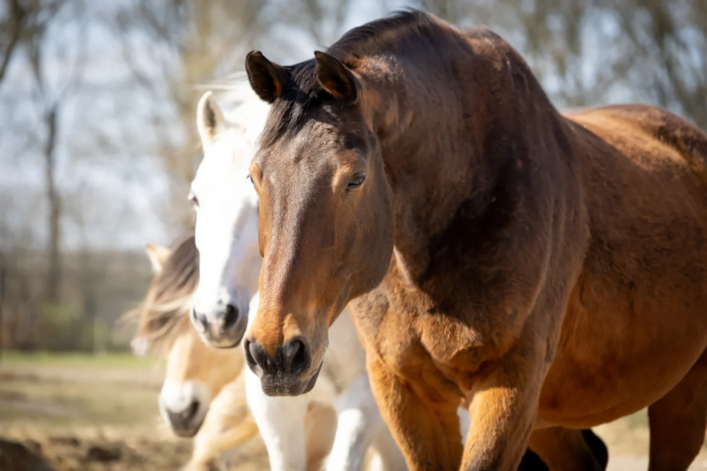 stichtingdepaardenkamp_paddockparadise_3